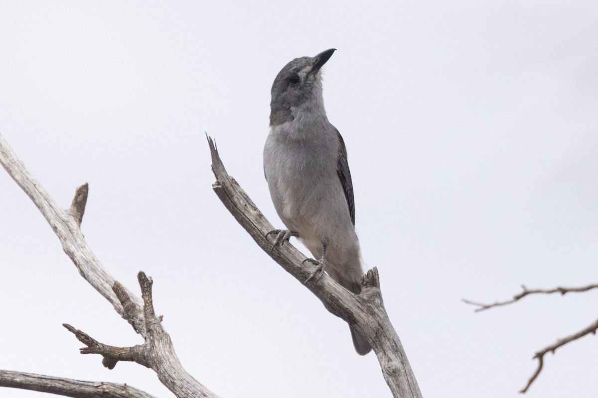 Gray Shrikethrush - ML617410711