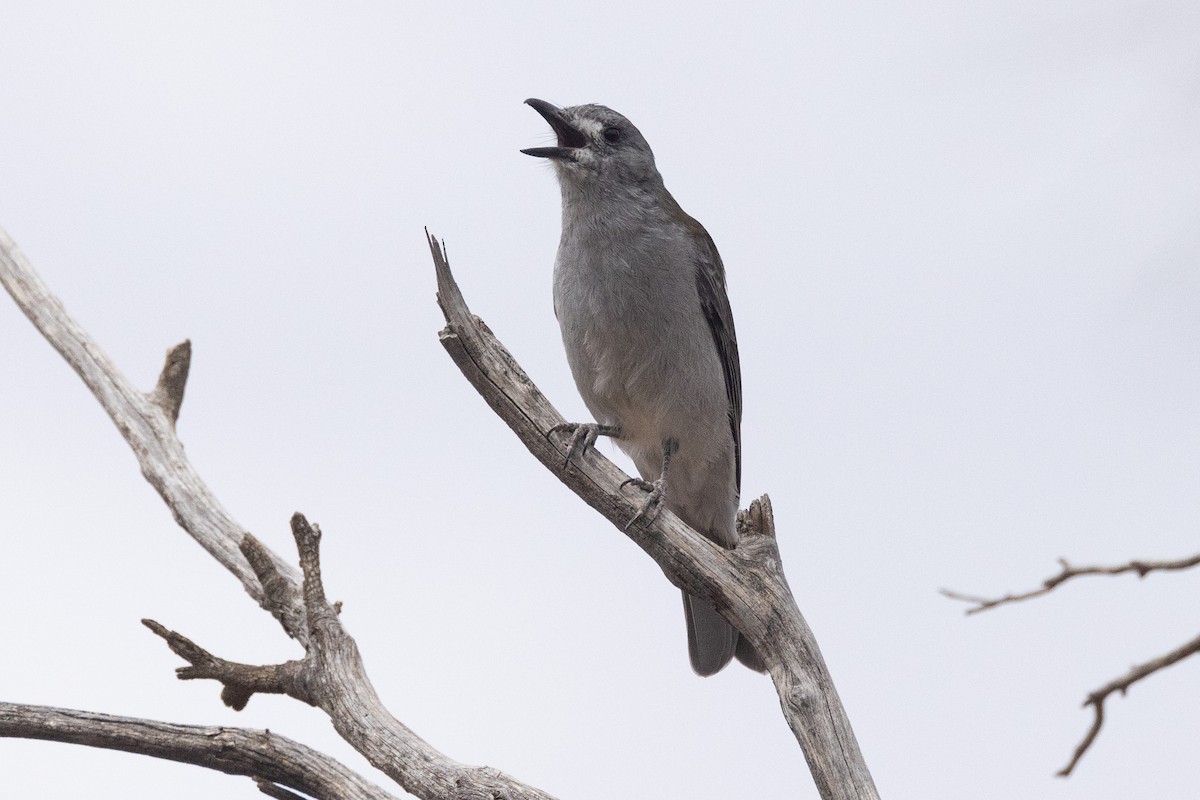 Gray Shrikethrush - ML617410713