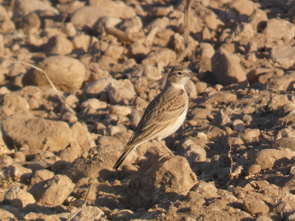 Greater Short-toed Lark - ML617410790