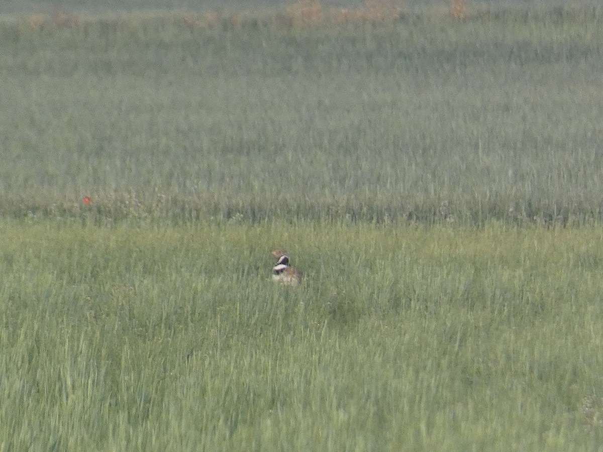 Little Bustard - ML617410819