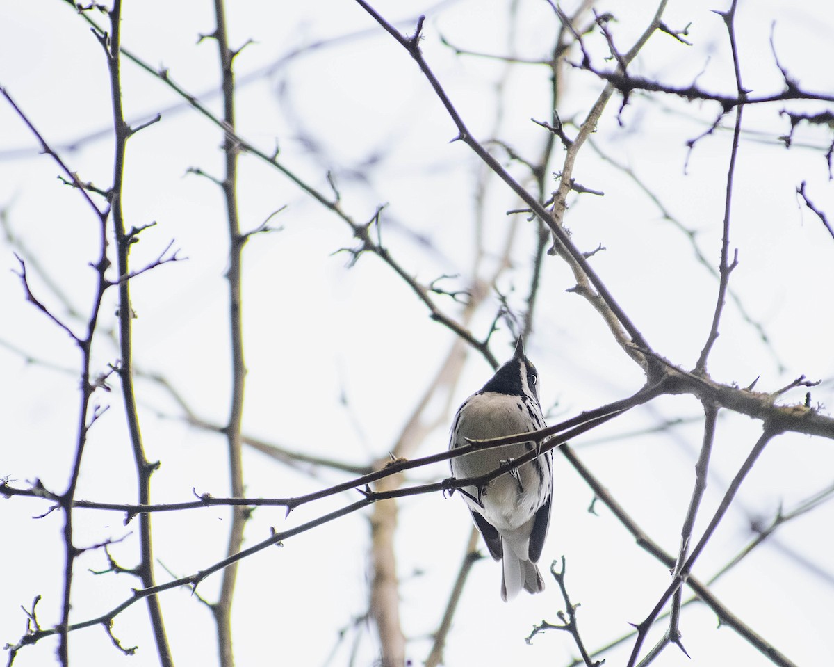 Black-throated Gray Warbler - Valita Volkman