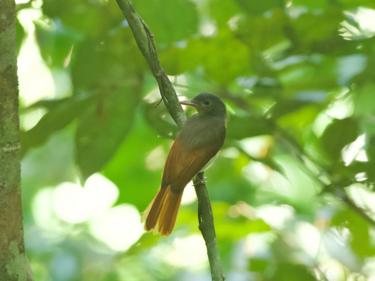 Rufous-winged Philentoma - ML617410839