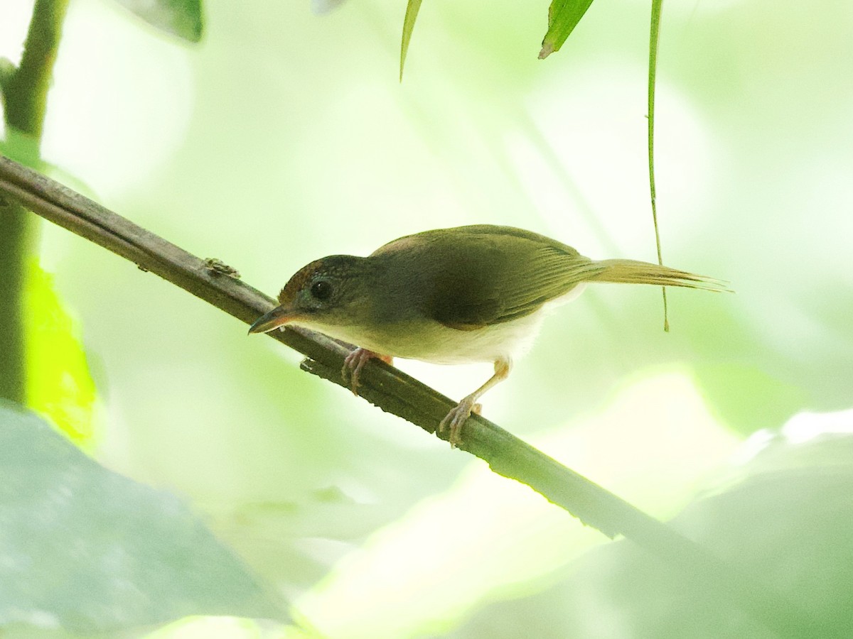 Scaly-crowned Babbler - ML617410858