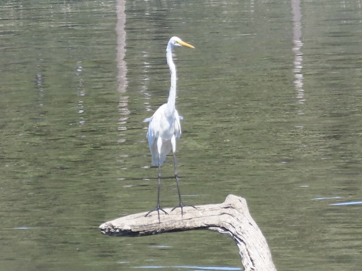 Great Egret - ML617410862