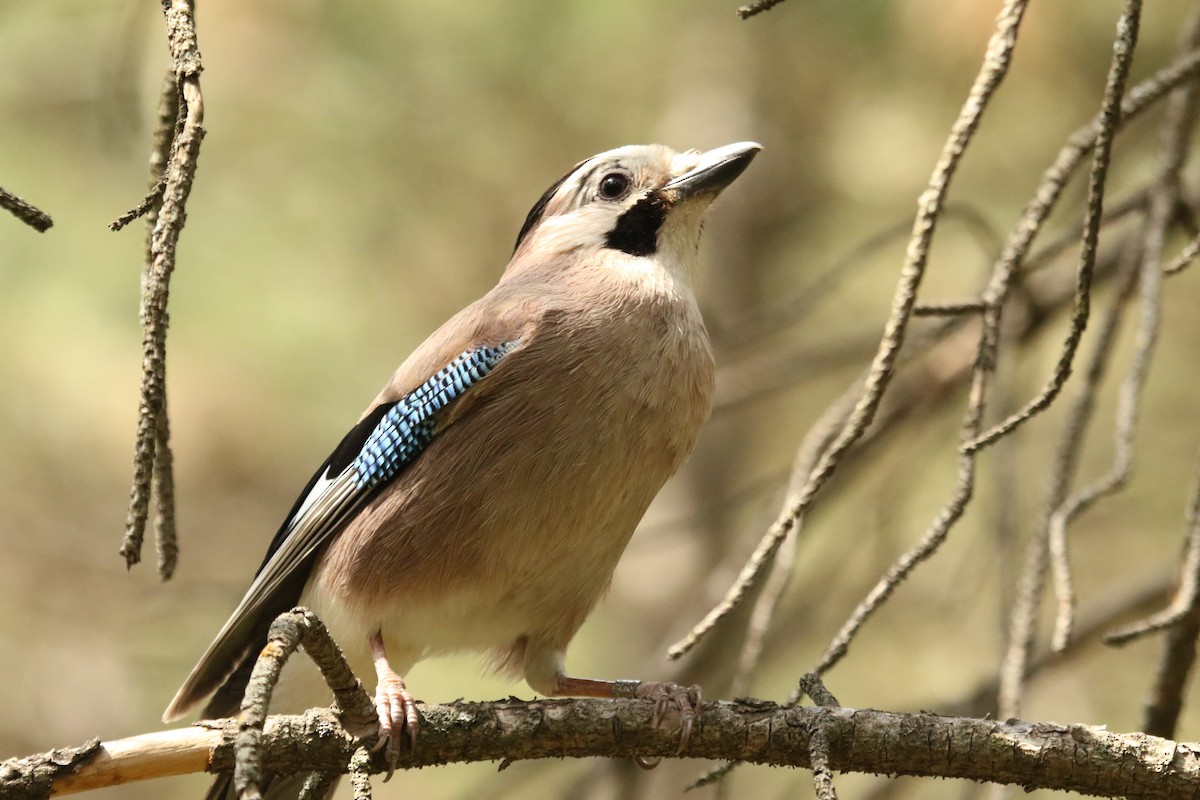 Eurasian Jay - Rukiye SERT