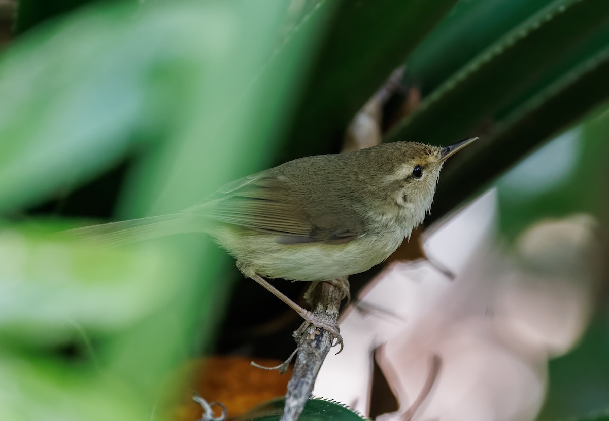 Japanese Bush Warbler - John Gregory