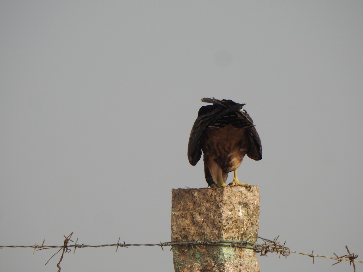 Black Kite - Arulvelan Thillainayagam