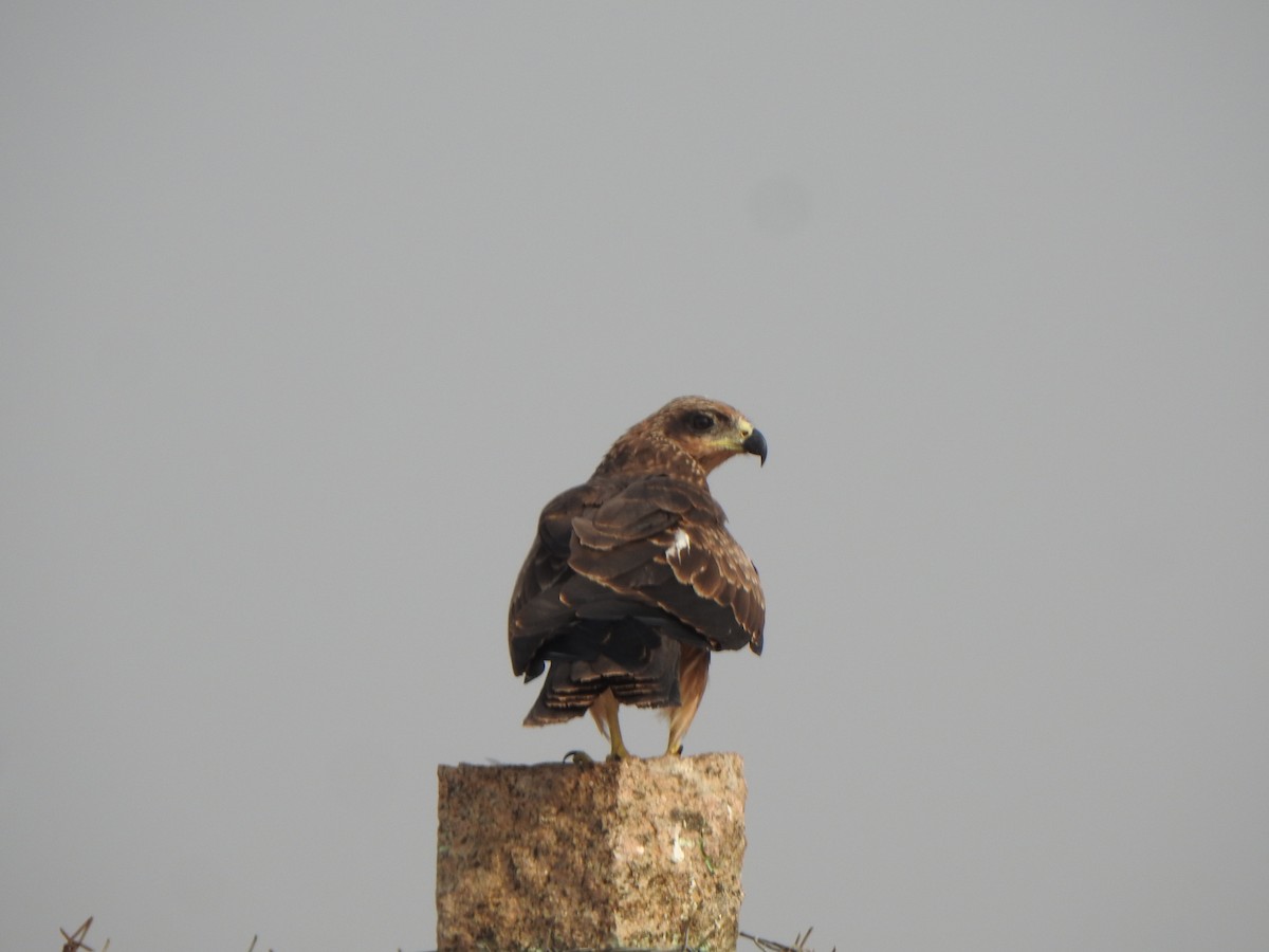 Black Kite - Arulvelan Thillainayagam