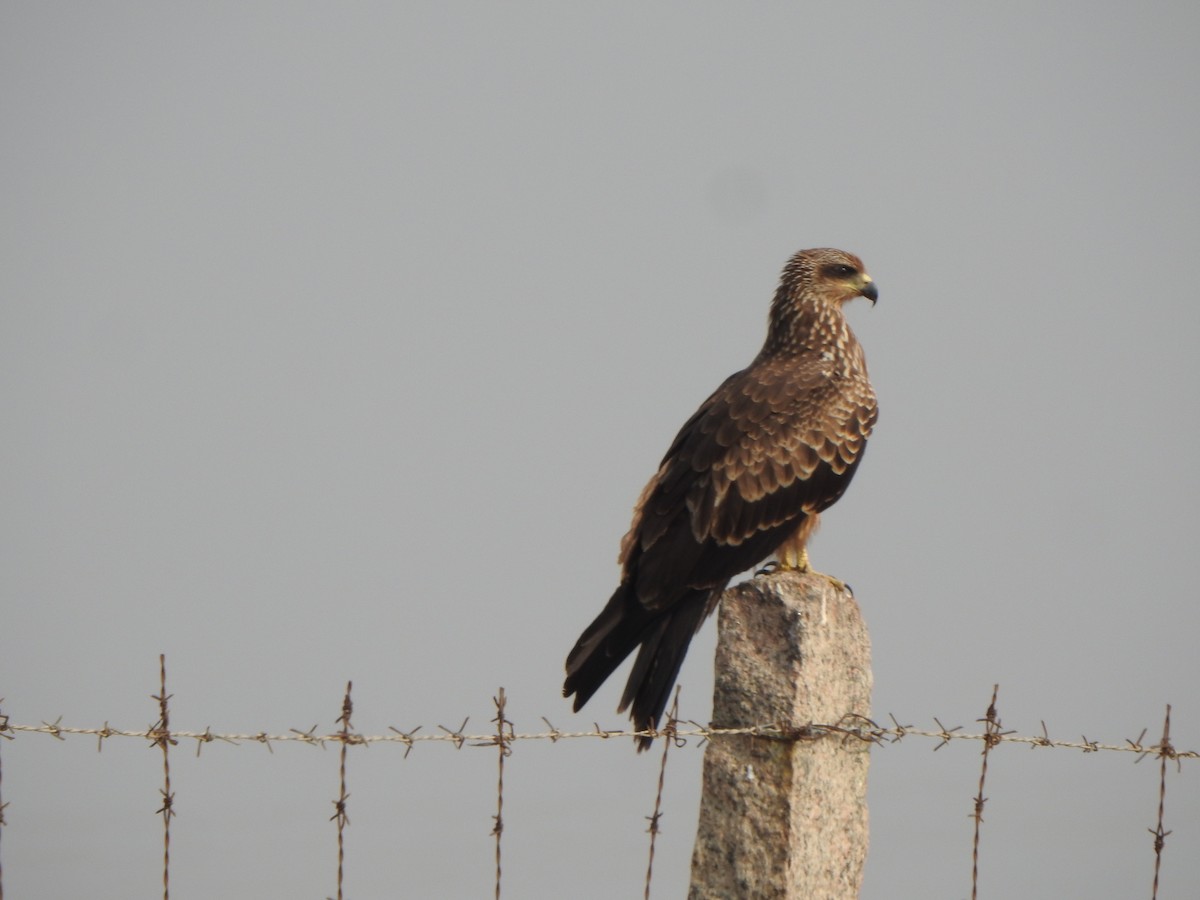 Black Kite - Arulvelan Thillainayagam