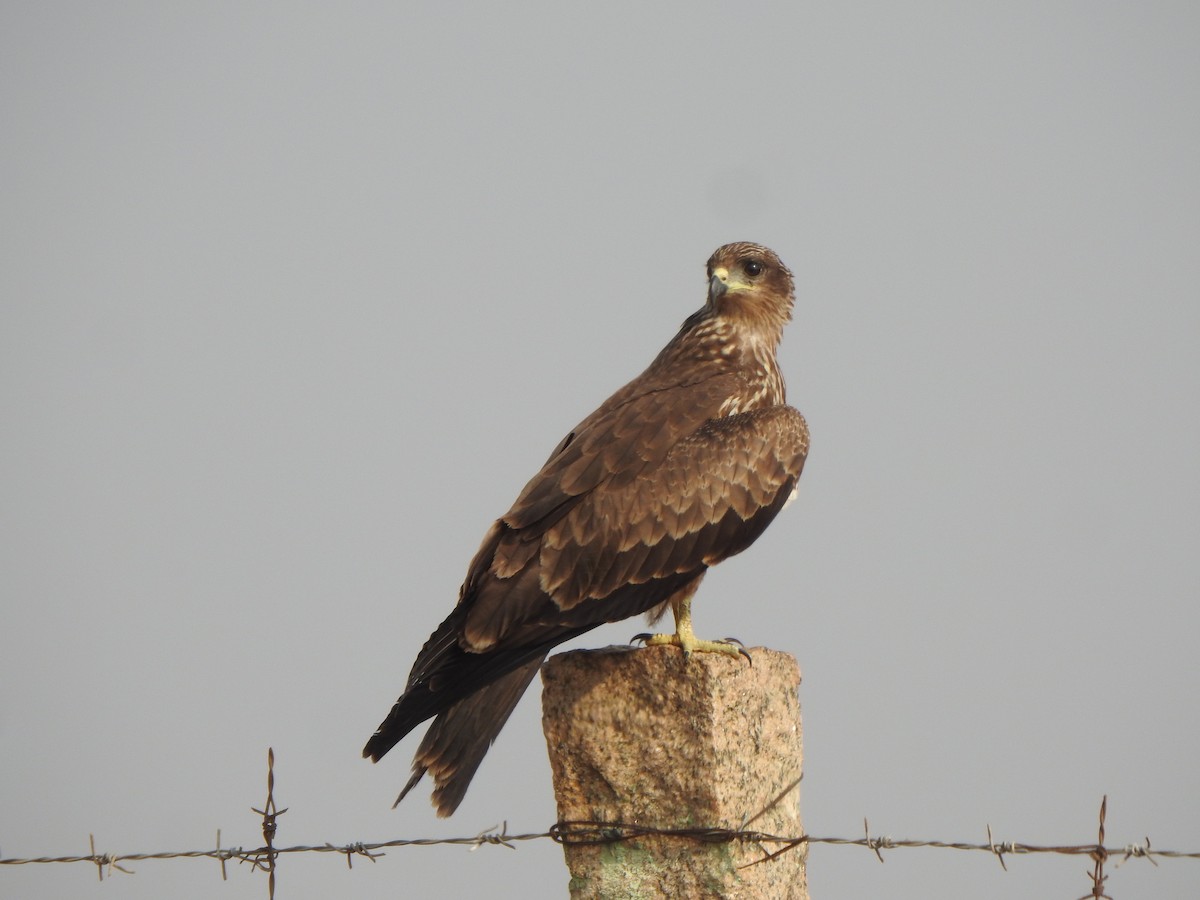 Black Kite - ML617410985