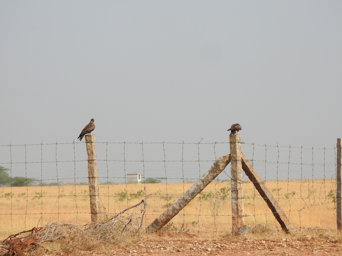 Black Kite - Arulvelan Thillainayagam