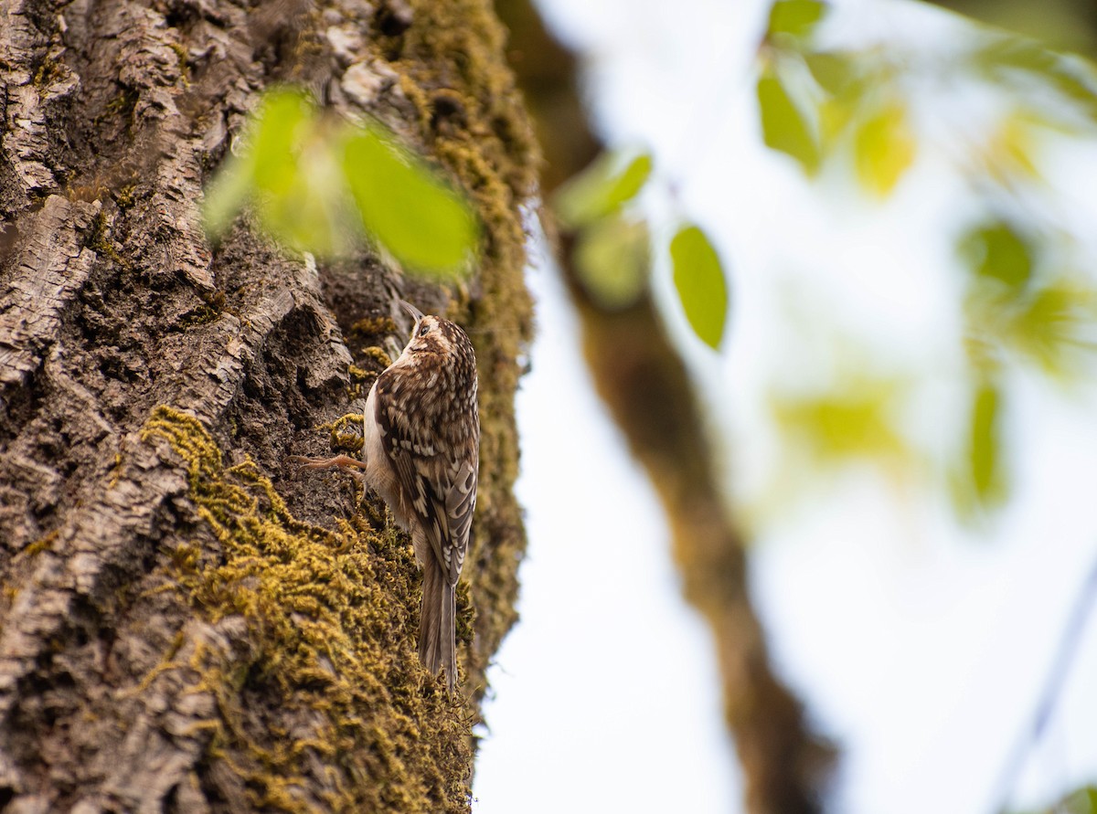 Brown Creeper - Valita Volkman