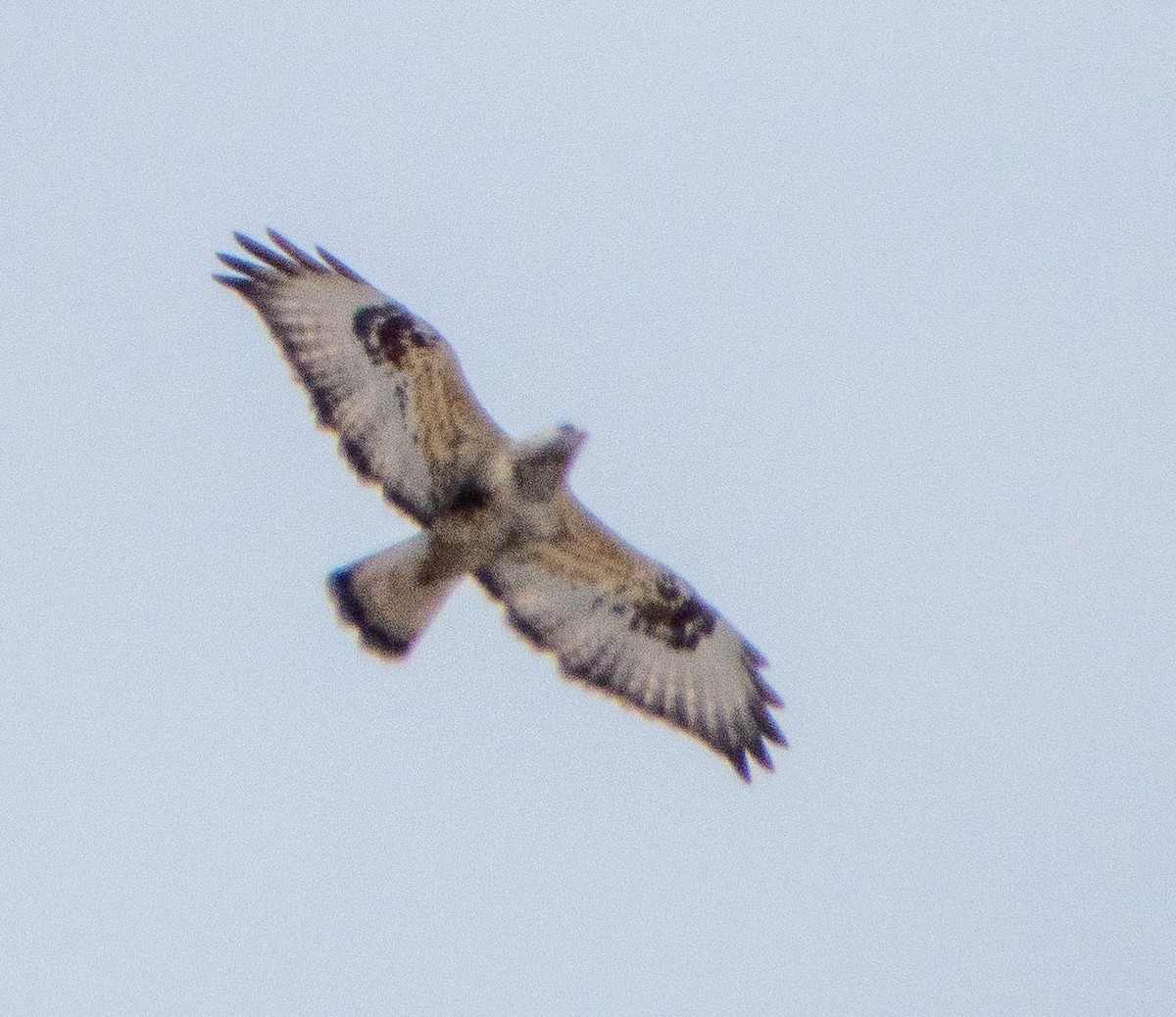 Rough-legged Hawk - ML617411077