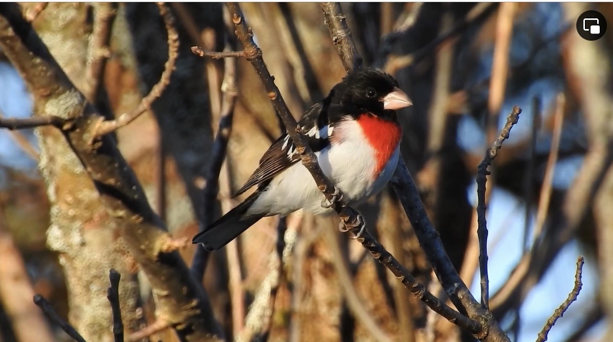 Rose-breasted Grosbeak - ML617411085