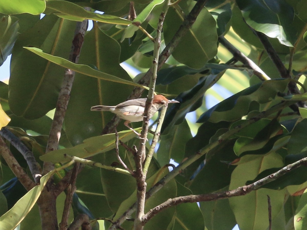 Rufous-tailed Tailorbird - Troy Hansel