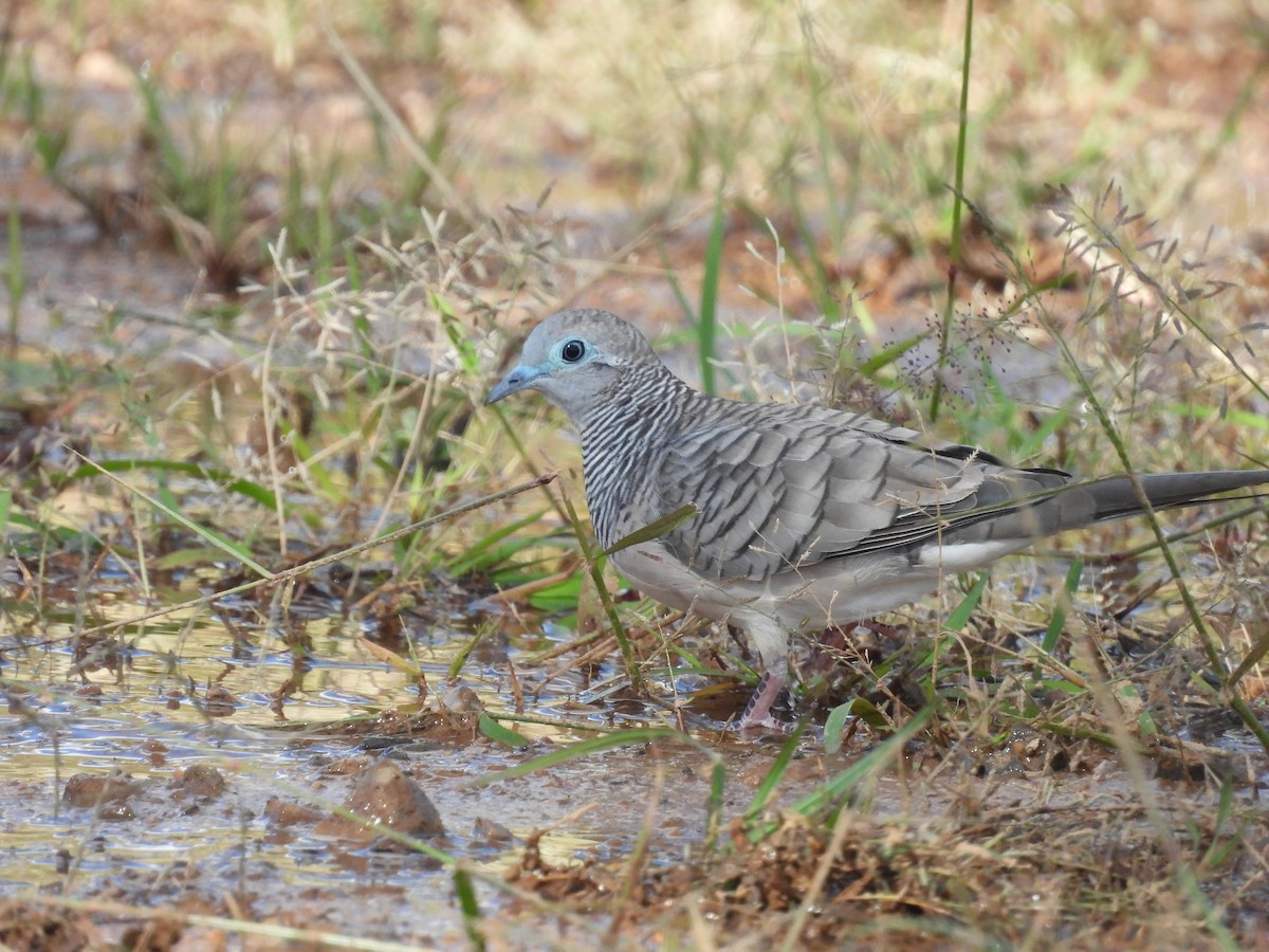 Peaceful Dove - ML617411102