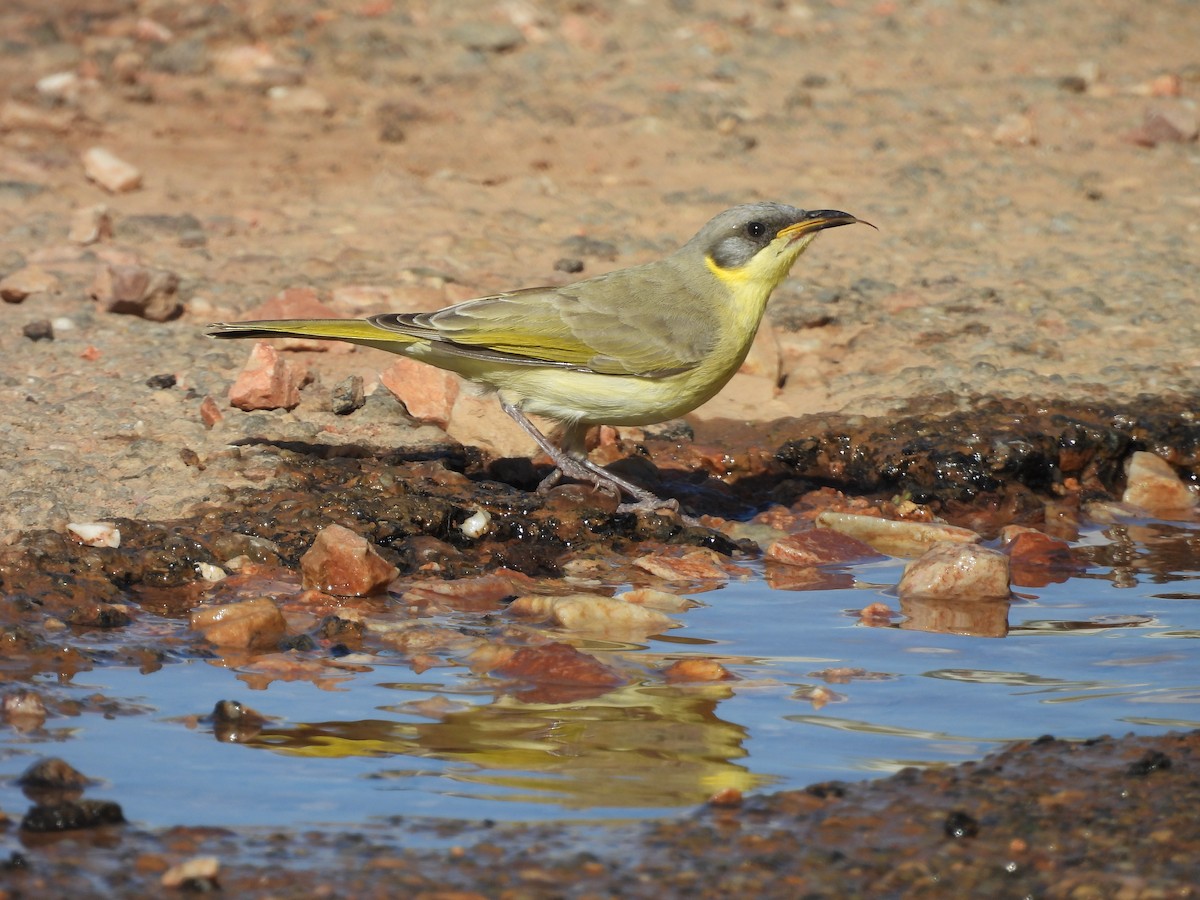 Gray-headed Honeyeater - ML617411114