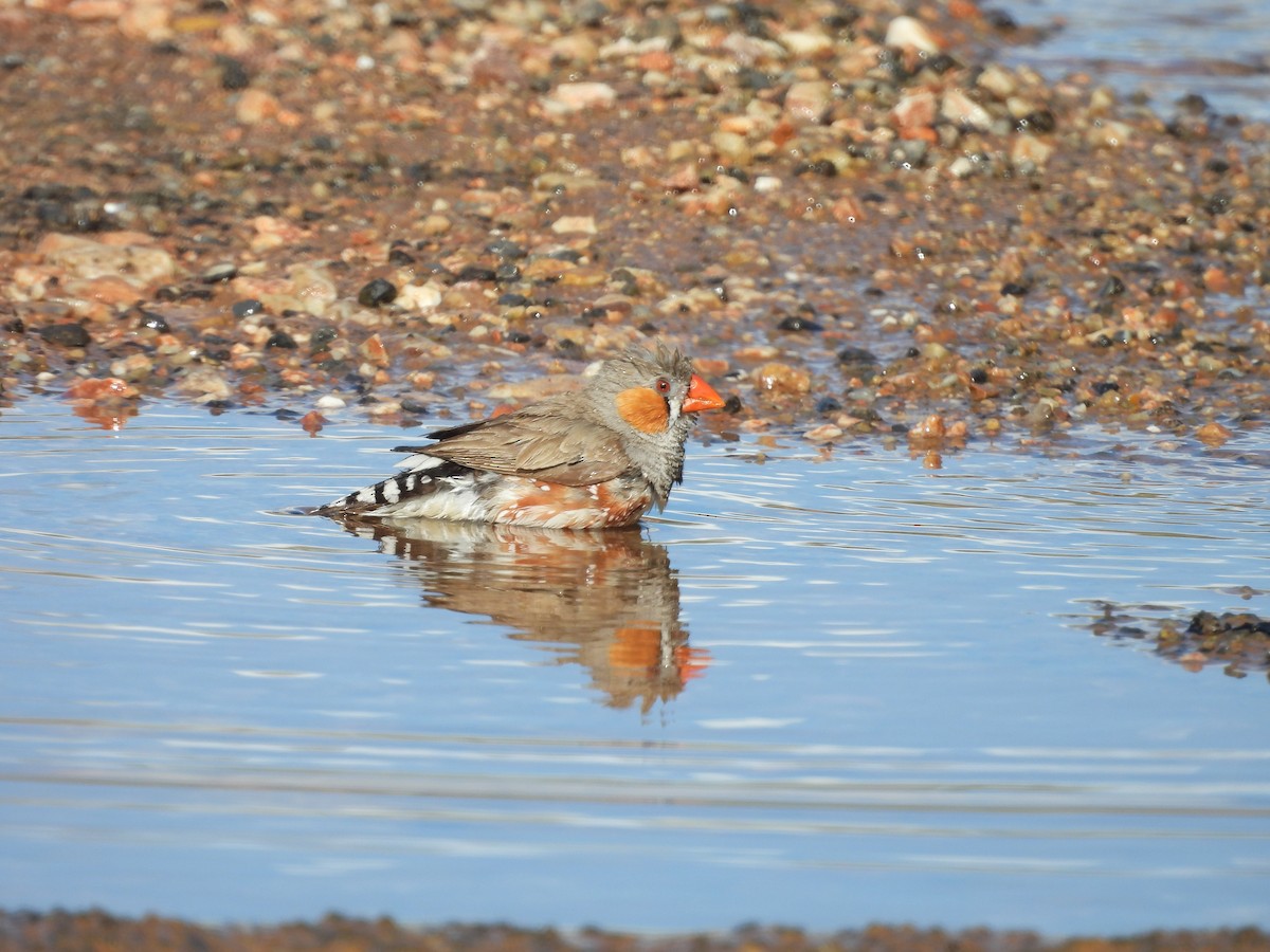 Zebra Finch - ML617411125