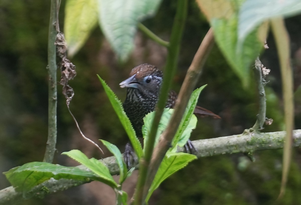 Cachar Wedge-billed Babbler - Sudip Simha