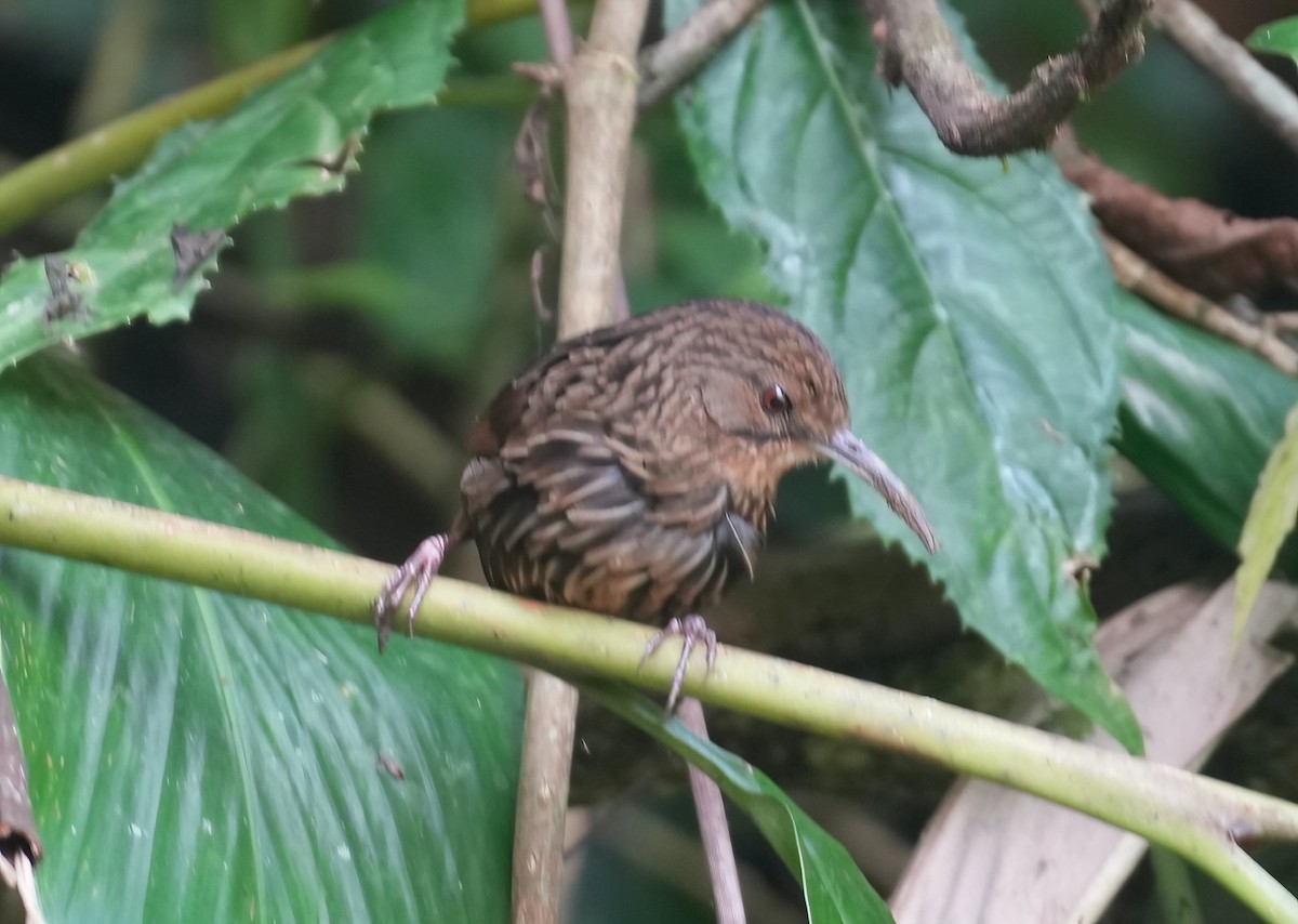 Long-billed Wren-Babbler - ML617411163