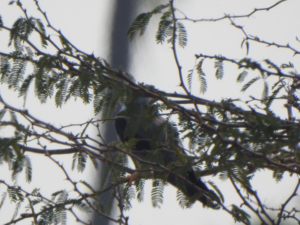 Black-winged Kite - Arulvelan Thillainayagam