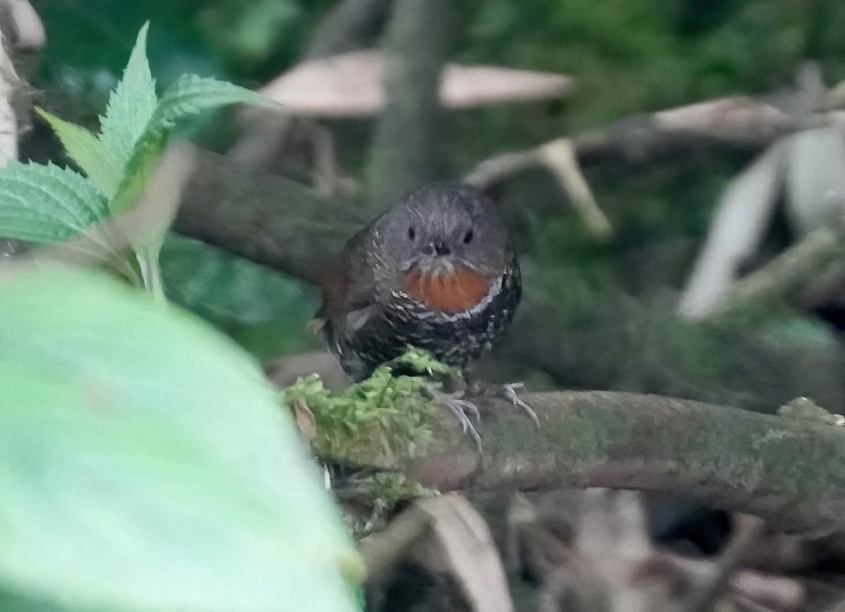 Mishmi Wren-Babbler - ML617411170