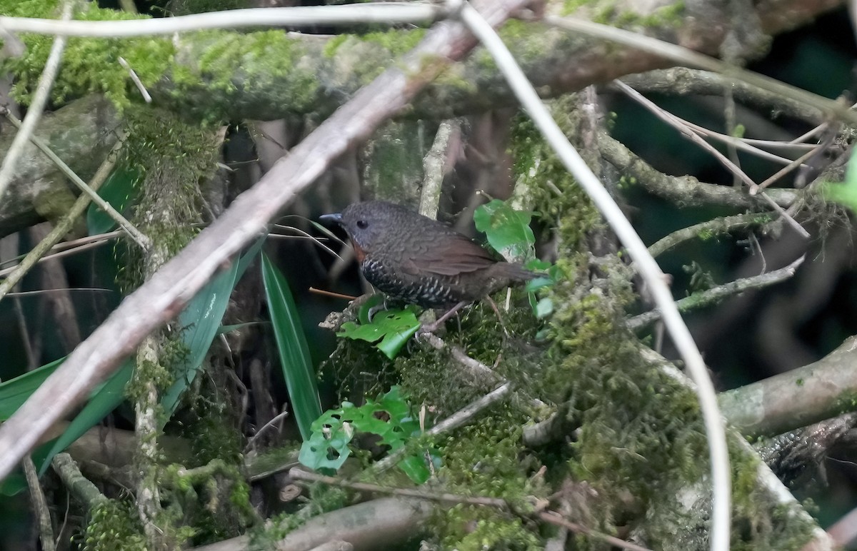 Mishmi Wren-Babbler - ML617411173