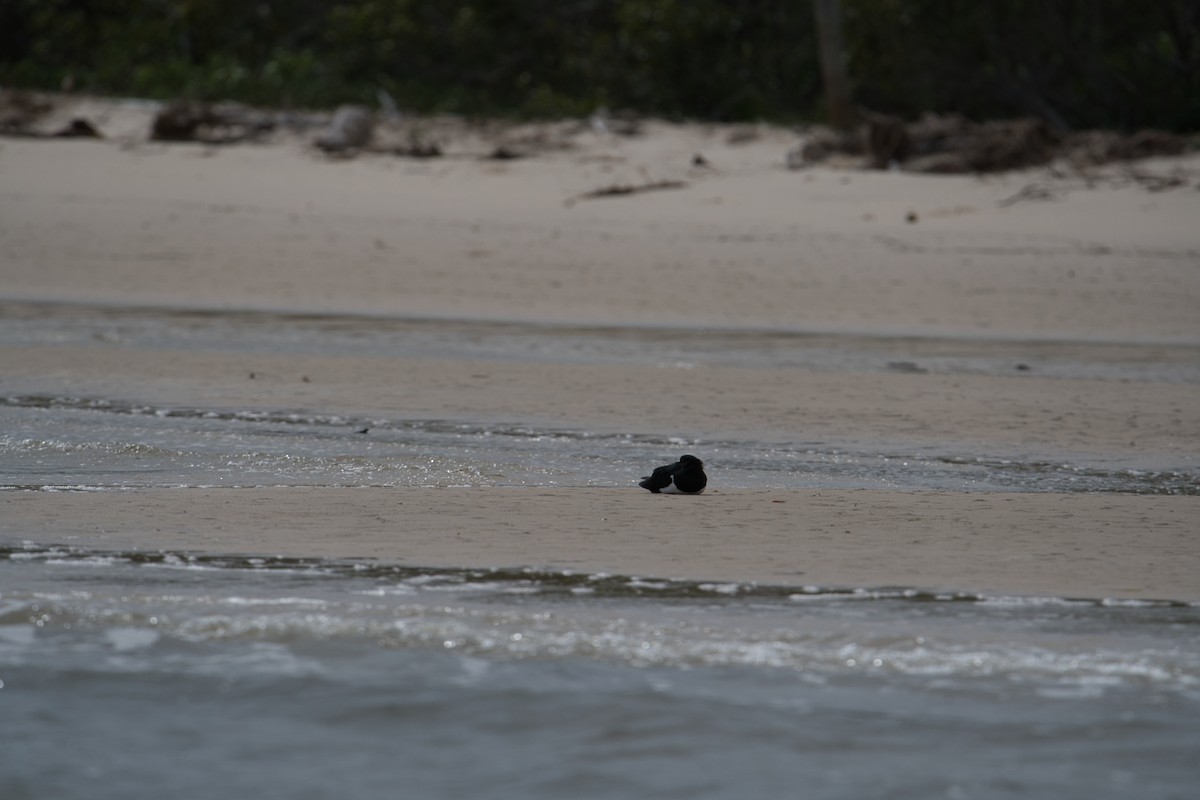 Pied Oystercatcher - ML617411188