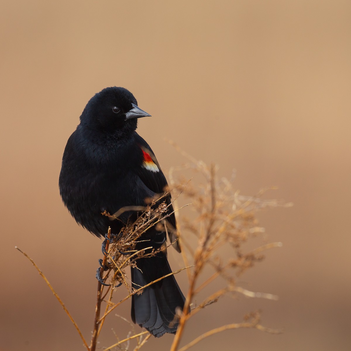 Red-winged Blackbird - ML617411246