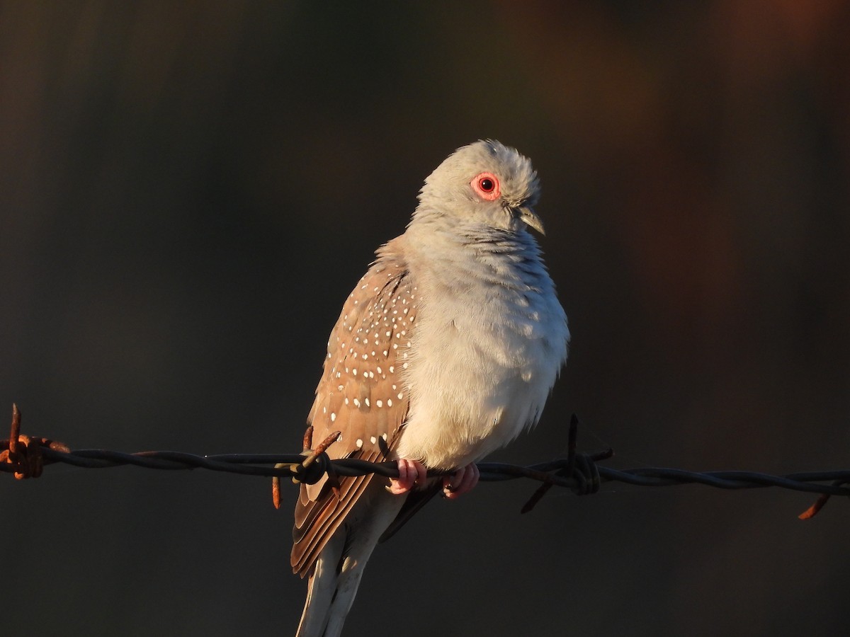 雪花姬地鳩 - ML617411267