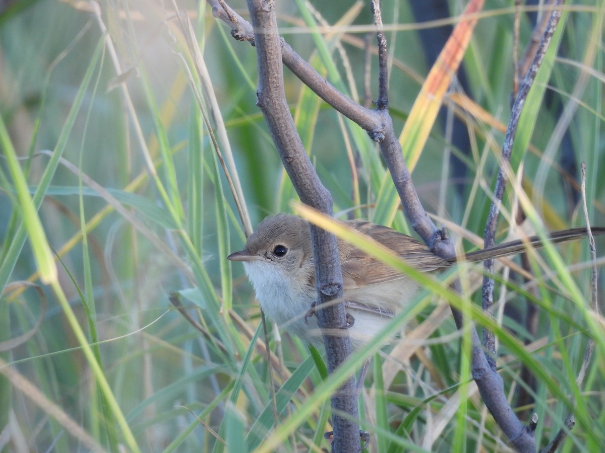 Red-backed Fairywren - ML617411271