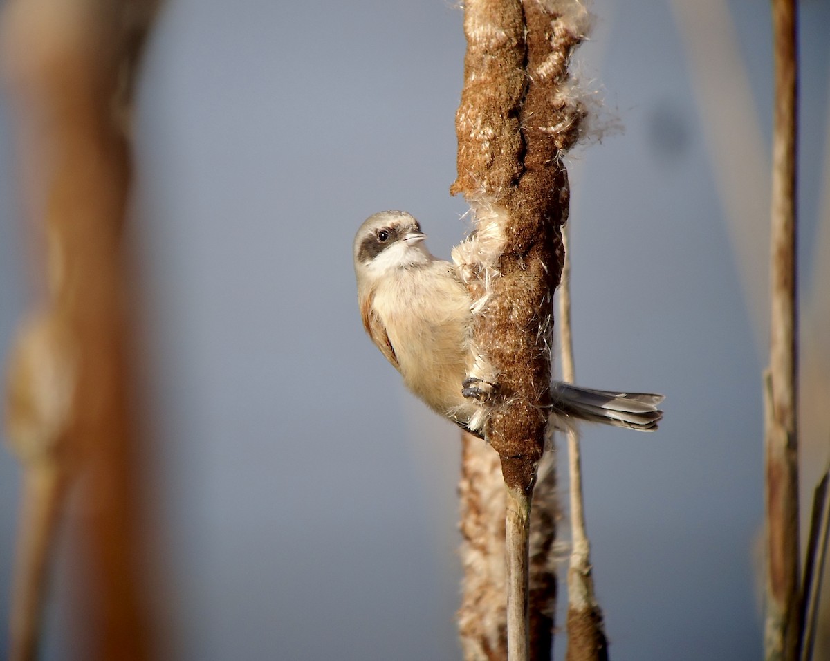 Eurasian Penduline-Tit - ML617411283