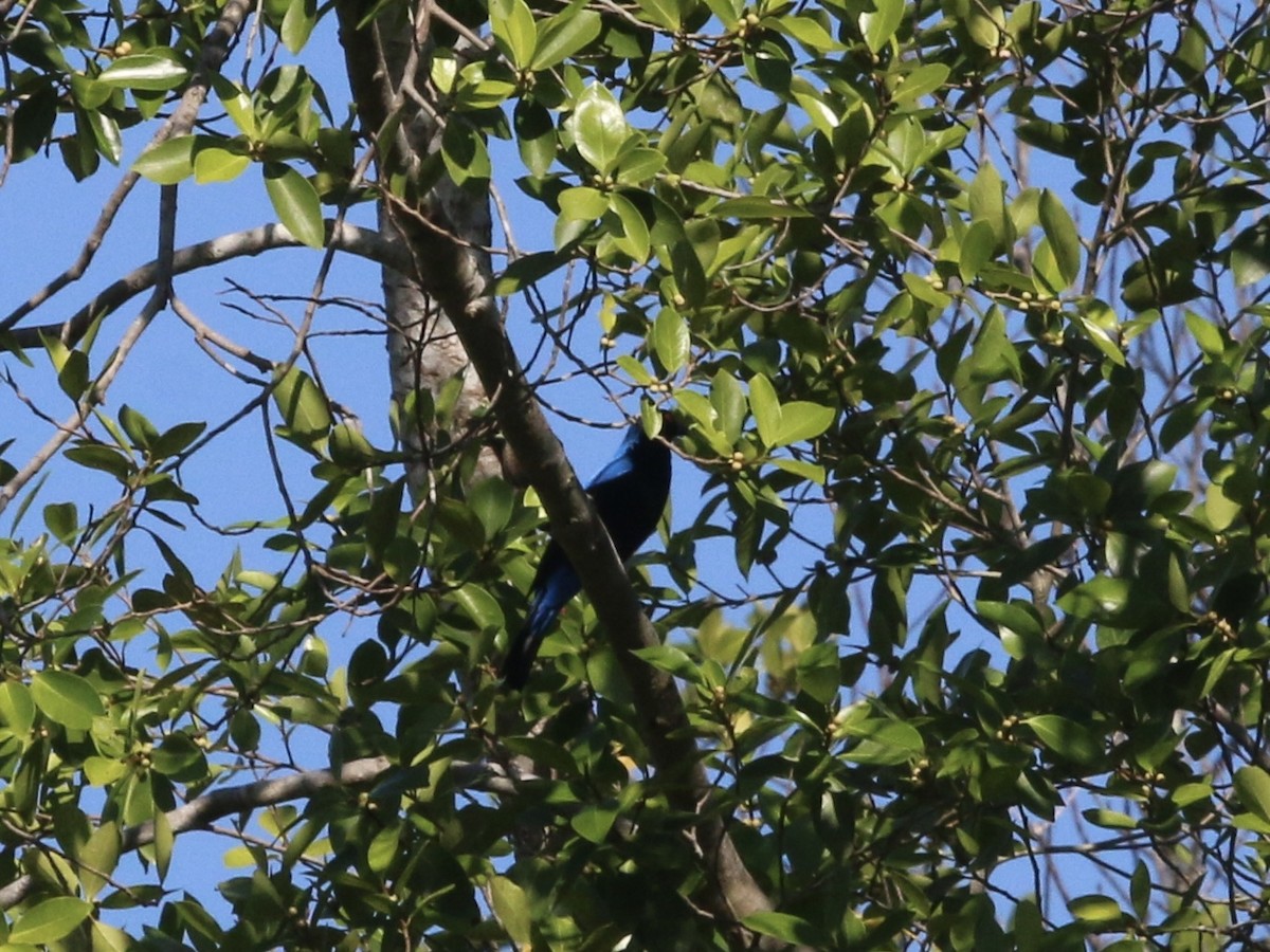 Palawan Fairy-bluebird - ML617411300