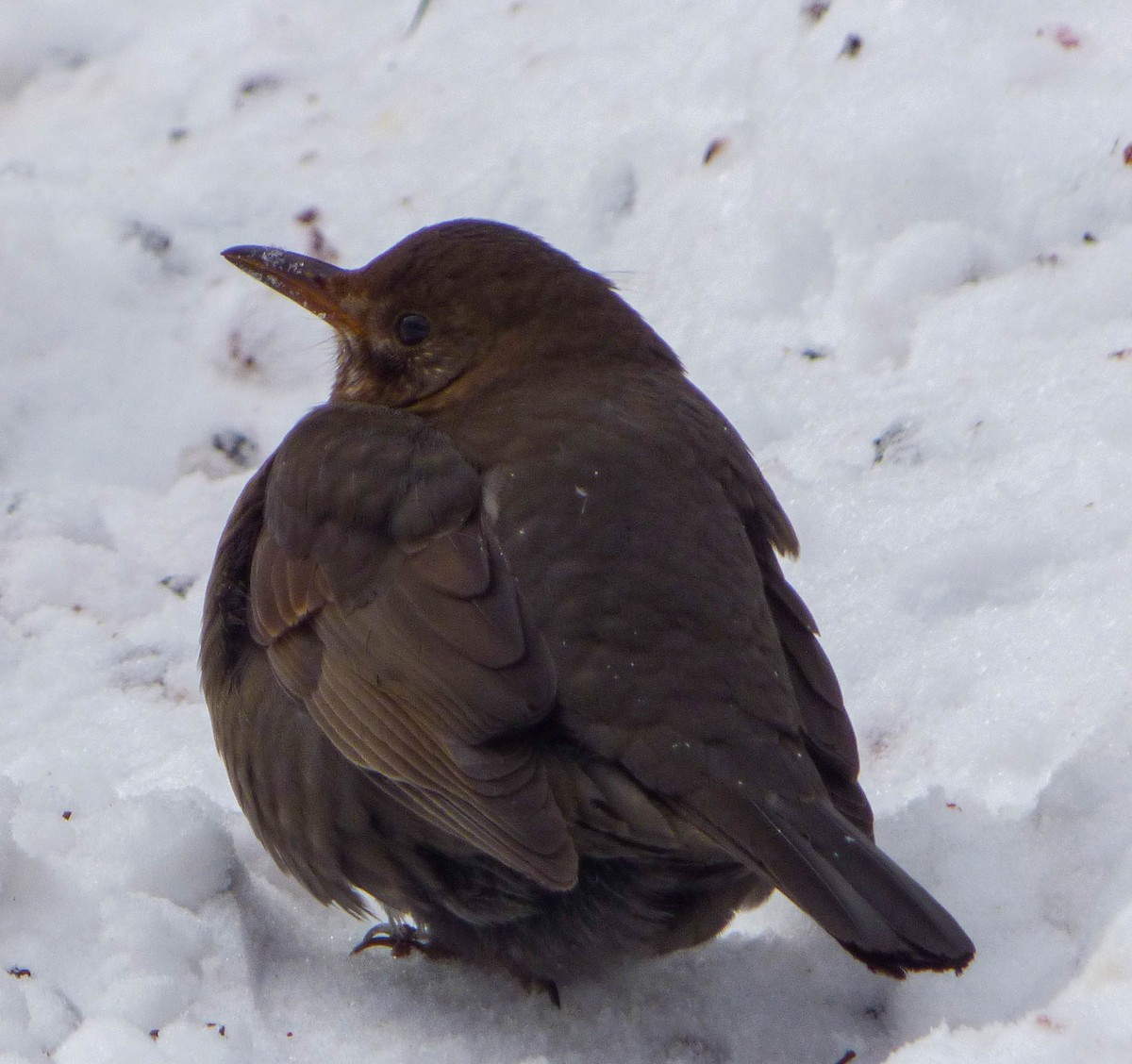 Eurasian Blackbird - ML617411312