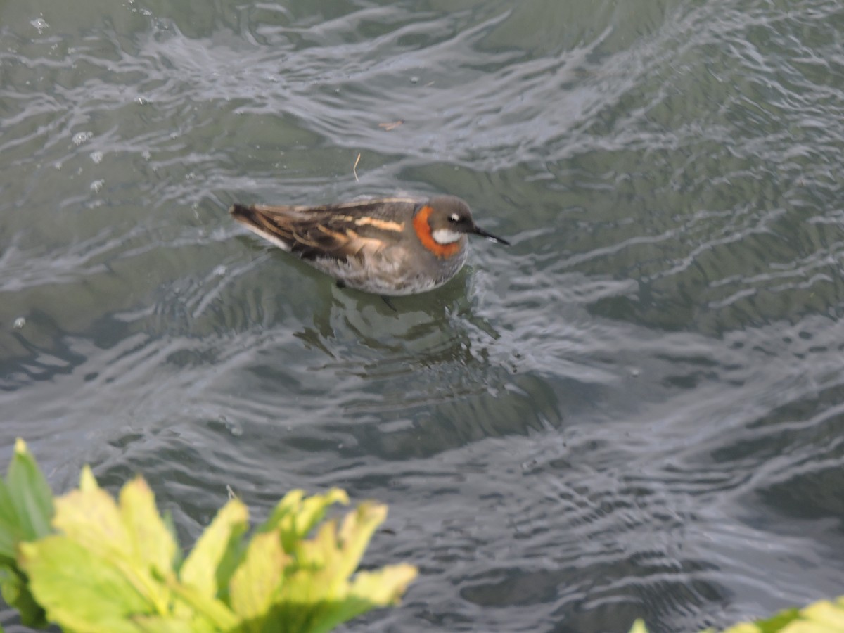 Red-necked Phalarope - ML617411315