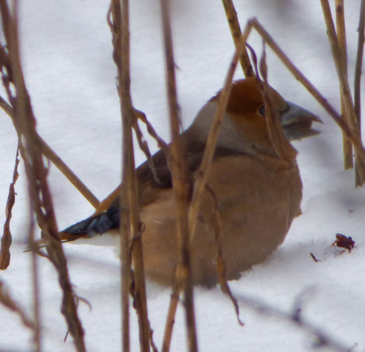 Hawfinch - ML617411318