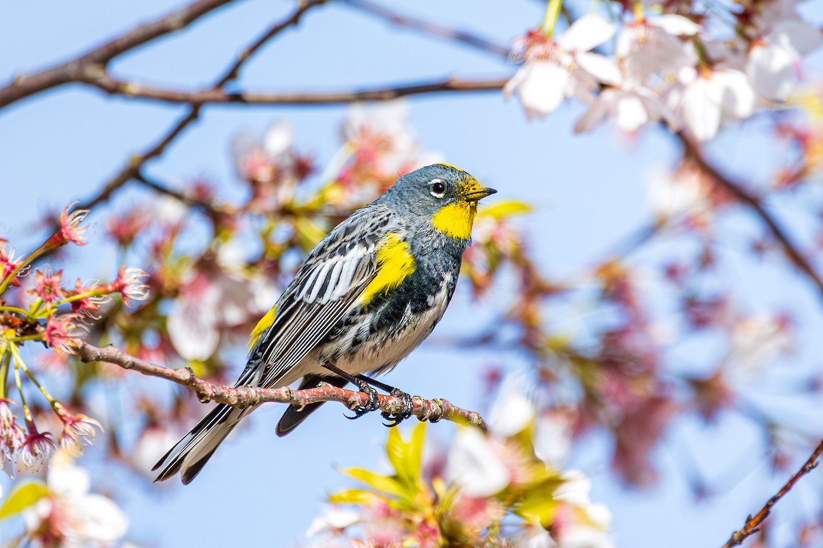 Yellow-rumped Warbler (Audubon's) - ML617411344