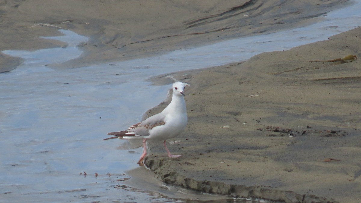 Bonaparte's Gull - ML617411360