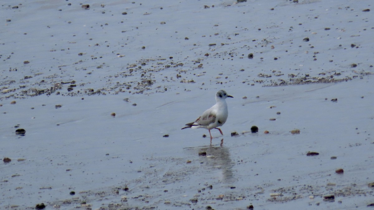 Mouette de Bonaparte - ML617411372