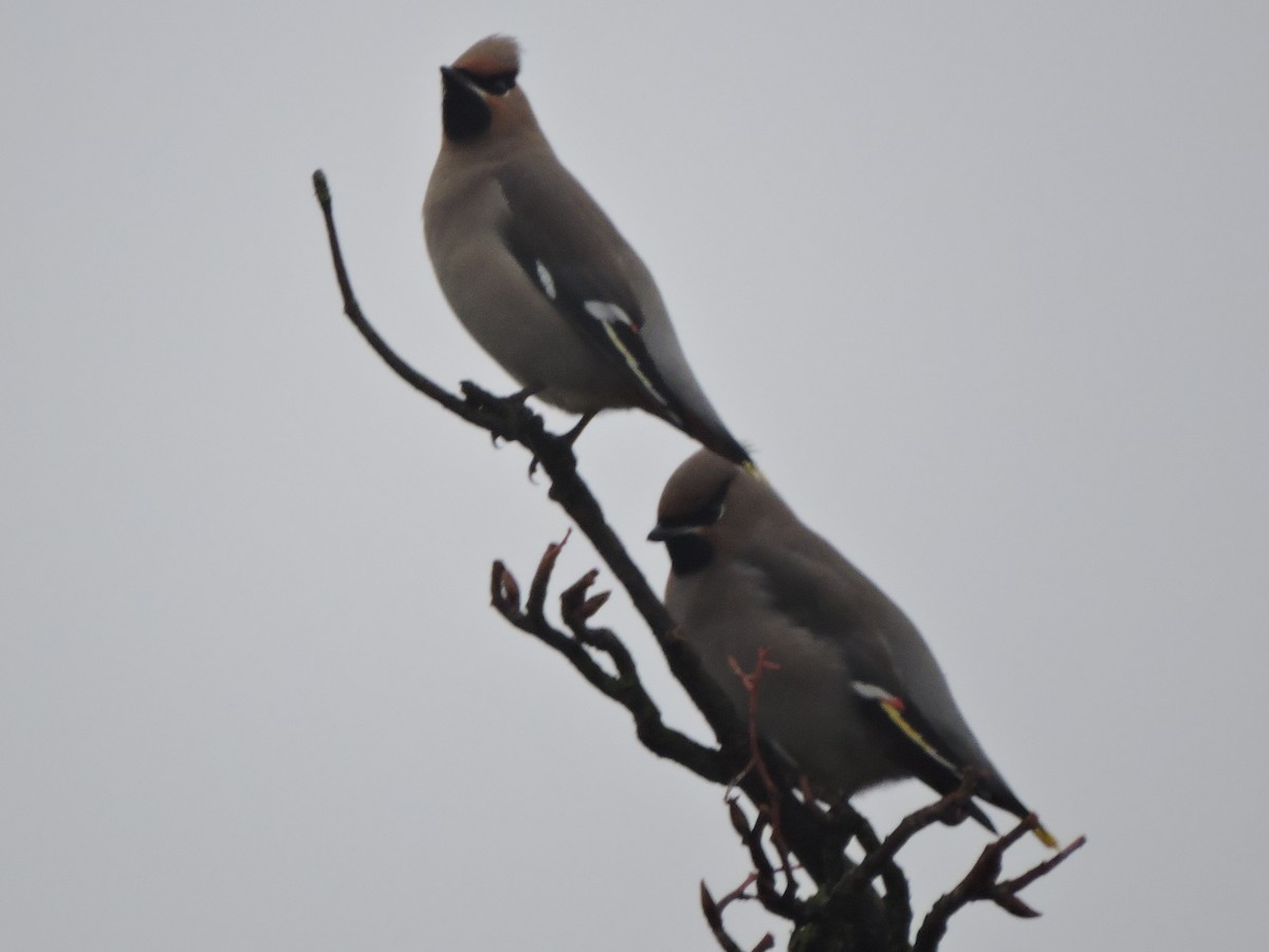 Bohemian Waxwing - ML617411375