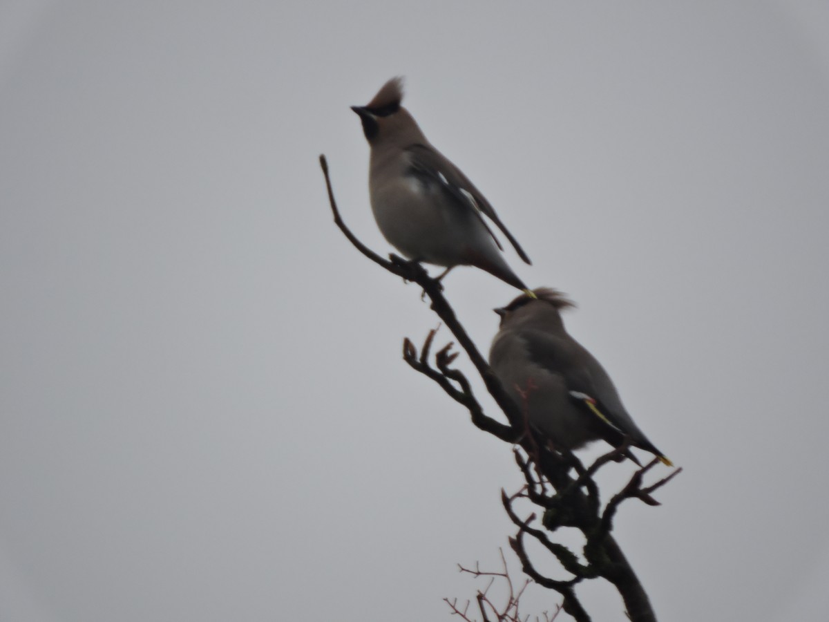 Bohemian Waxwing - ML617411376