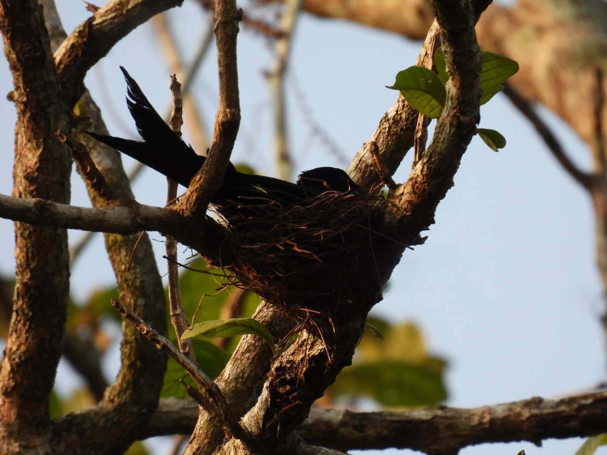 Black Drongo - ML617411396