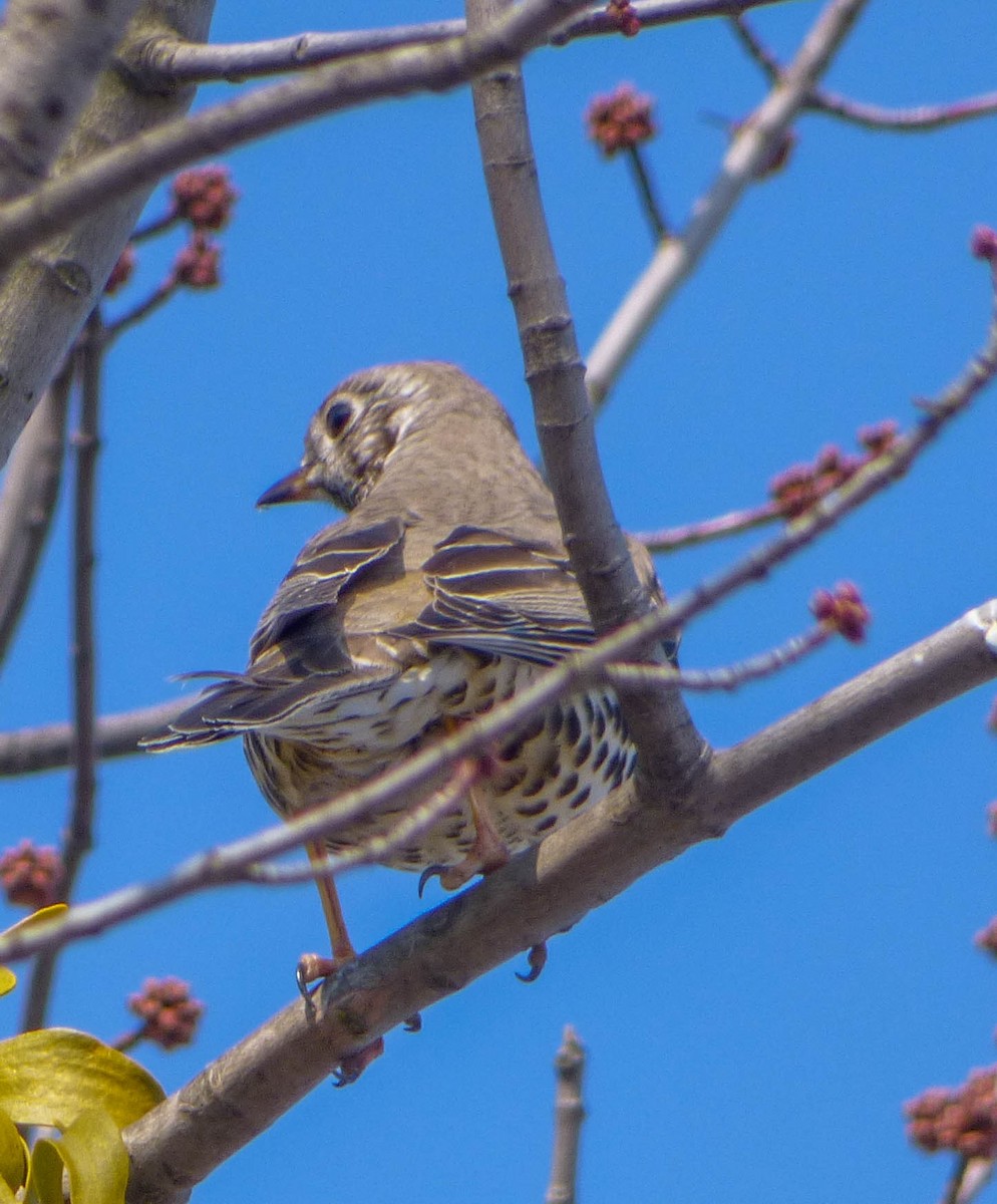 Mistle Thrush - ML617411455