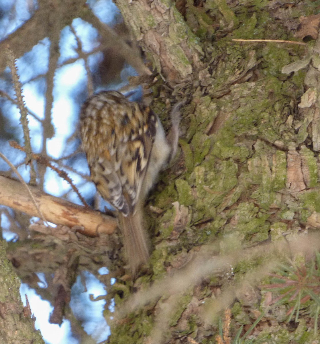 Eurasian Treecreeper - Andrii Radzhabov