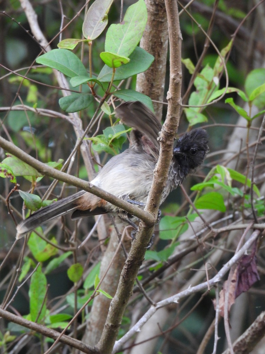 Bulbul à ventre rouge - ML617411500