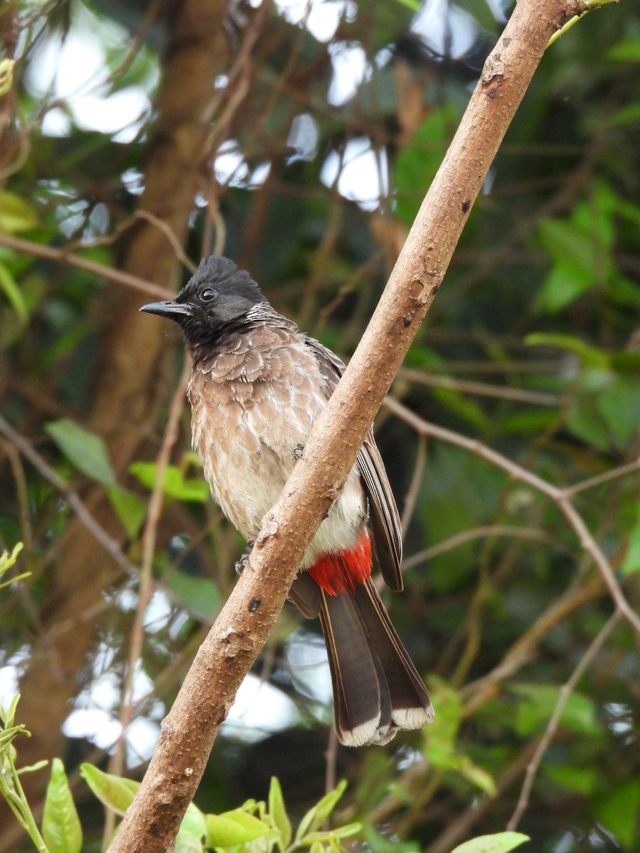 Bulbul à ventre rouge - ML617411502