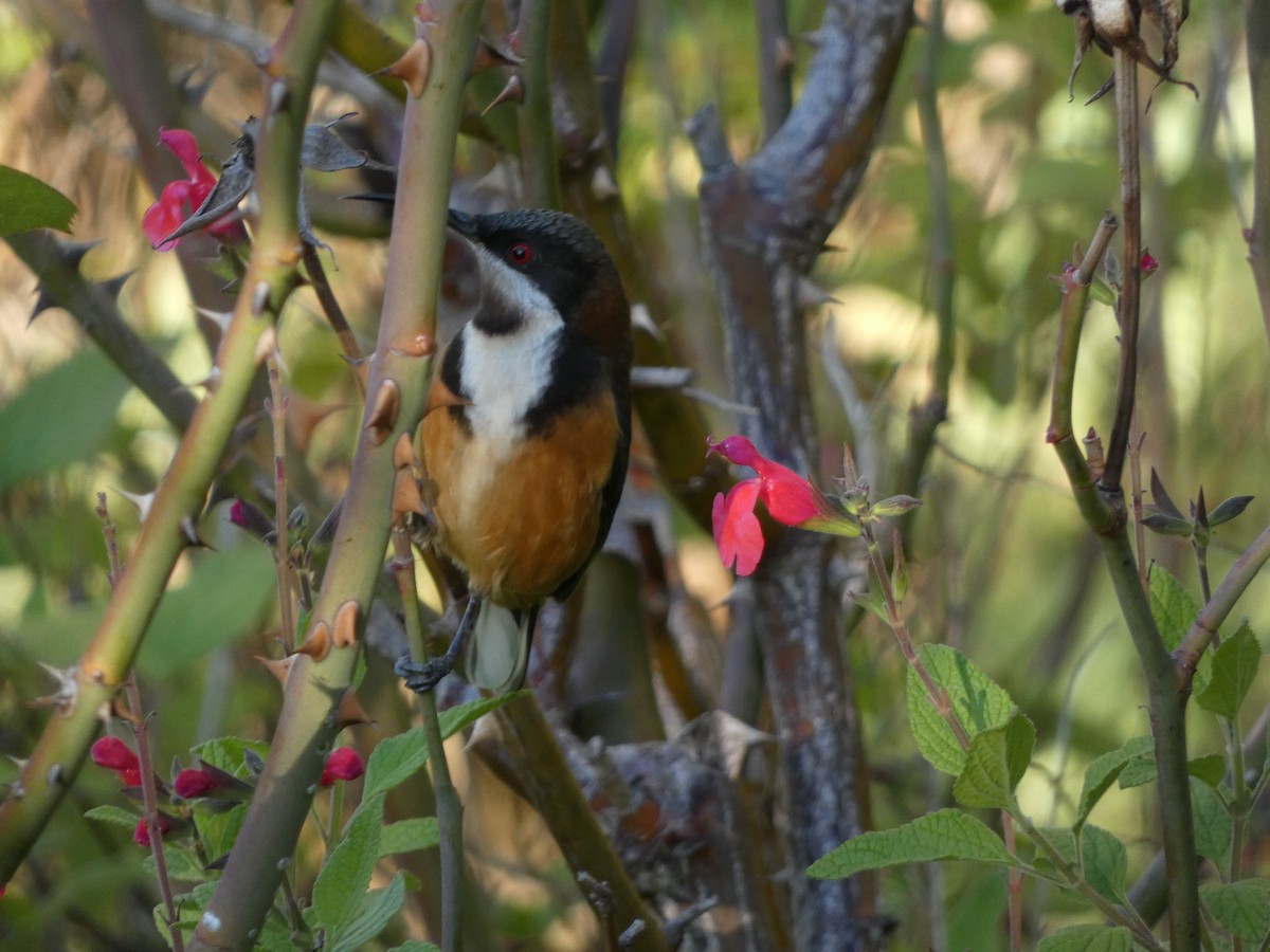 Eastern Spinebill - ML617411507