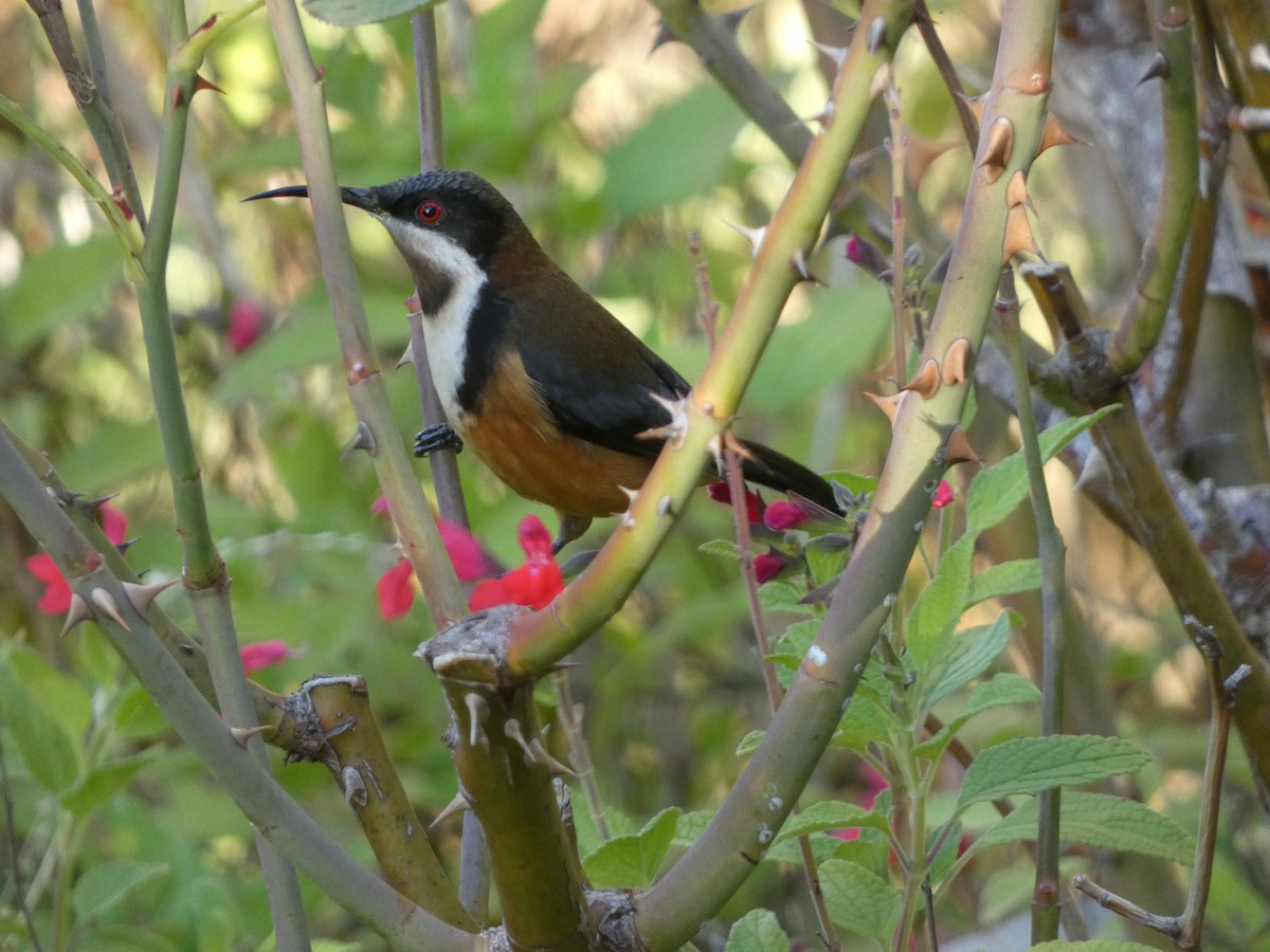 Eastern Spinebill - ML617411520