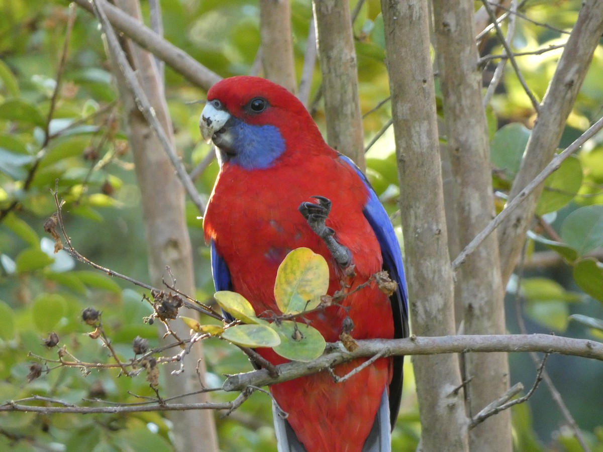 Crimson Rosella (Crimson) - ML617411521