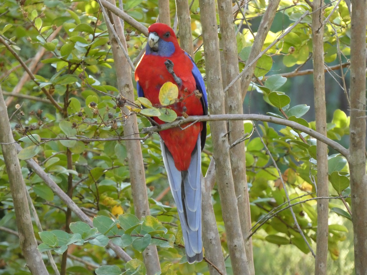 Crimson Rosella (Crimson) - ML617411522